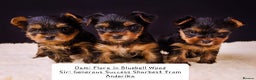 Yorkshire Terrier dogs for stud: PROVEN KC reg 2.5kg experienced STUD boy in Newton-le-Willows - Advert 15