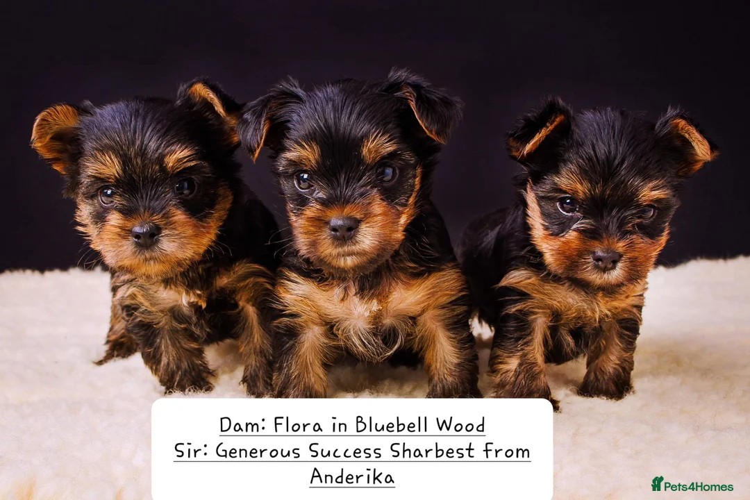 Yorkshire Terrier dogs for stud: PROVEN KC reg 2.5kg experienced STUD boy in Newton-le-Willows - Advert 15
