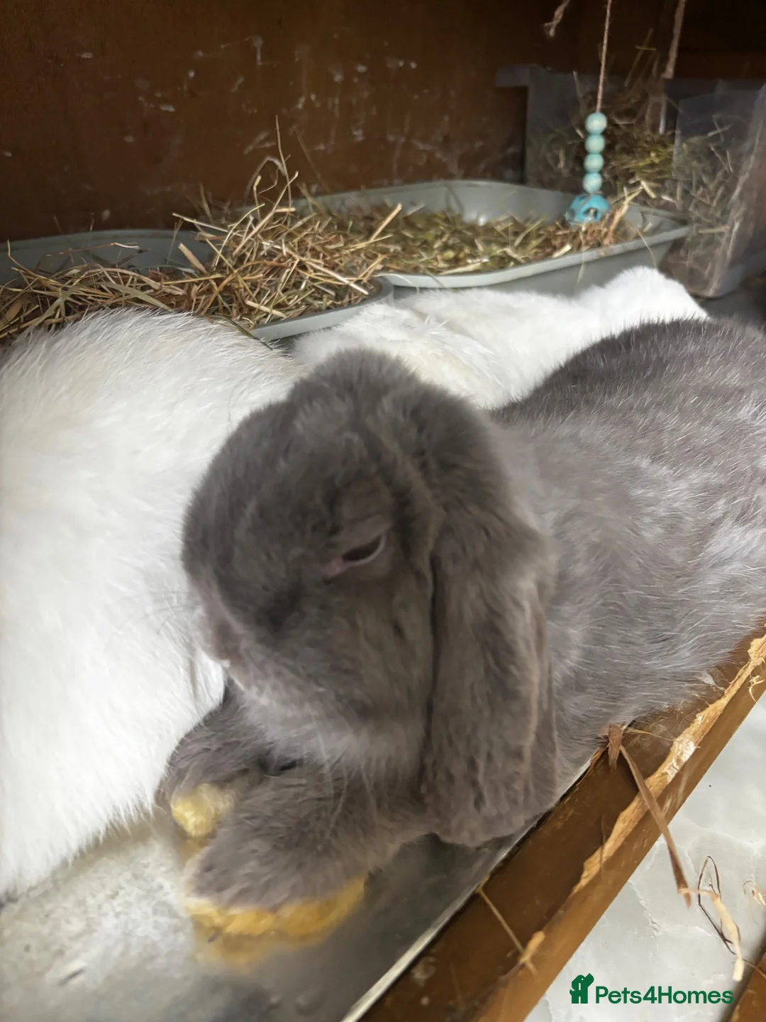Mini Lop rabbits for sale: Beautiful Mini Lops Looking for 5-Star Pet Homes - Advert 2