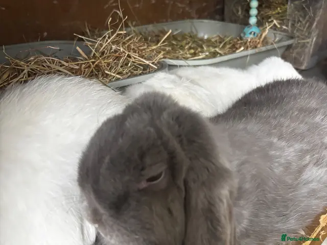 Mini Lop rabbits for sale: Beautiful Mini Lops Looking for 5-Star Pet Homes - Advert 2