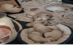 Ragdoll cats for sale: 6 beautiful PURE ragdolls - Image 17