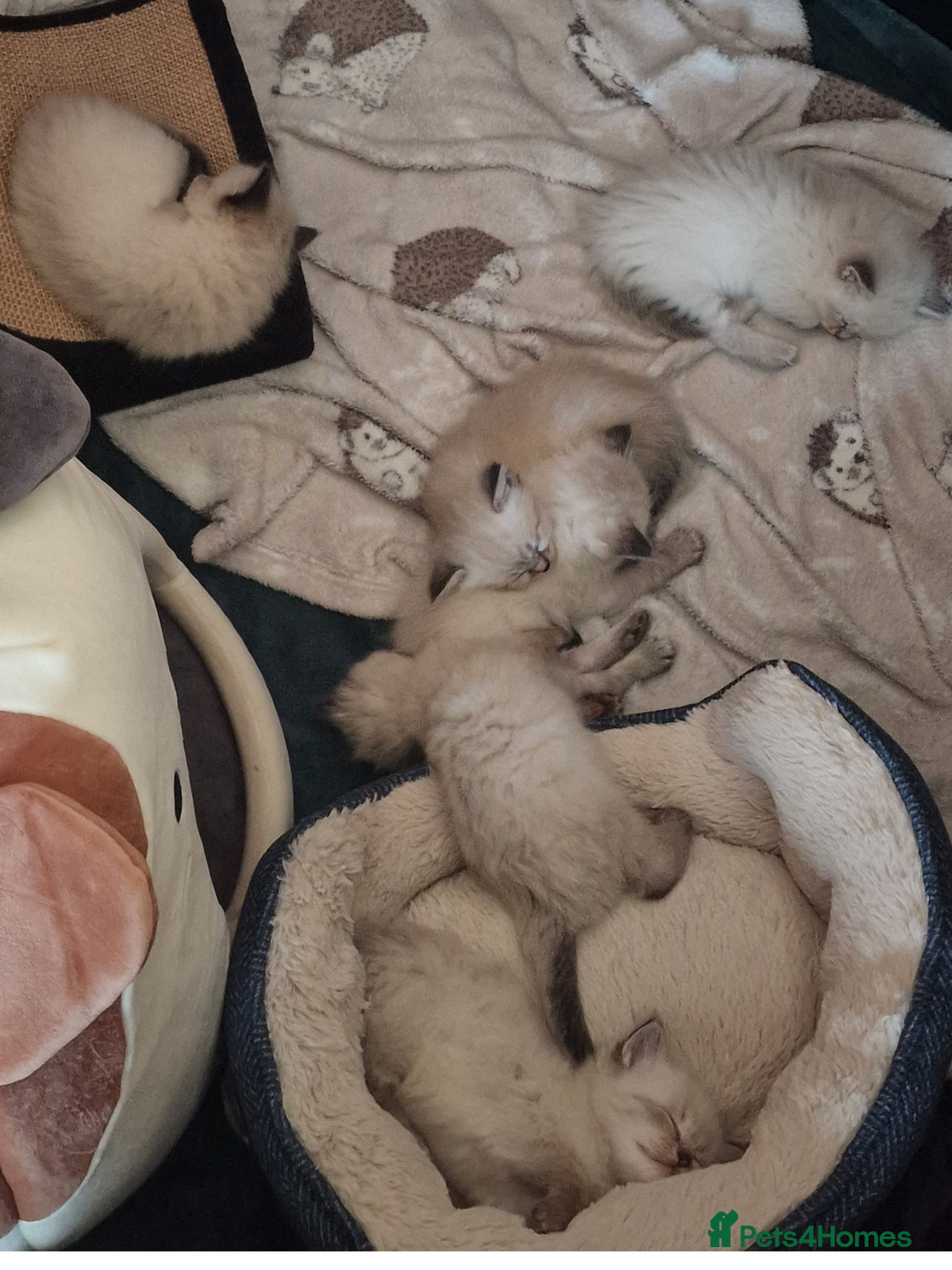 Ragdoll cats for sale: 6 beautiful PURE ragdolls - Image 17