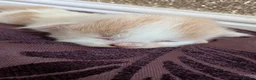 Mixed Breed cats for sale: £40 each or 2 for £70 - read description :) in Liverpool - Advert 37