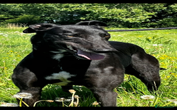 Greyhound dogs for sale: Empire house trained greyhound girl for adoption  - Image 3