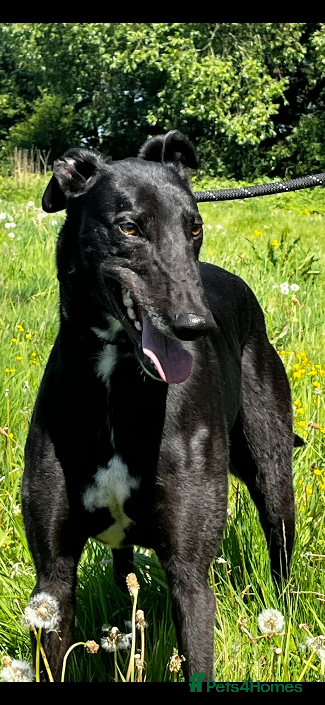 Greyhound dogs for sale: Empire house trained greyhound girl for adoption  - Image 3