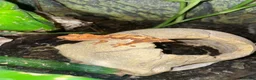 Mixed Breed reptiles for sale: Reptiles for sale in Taunton - Advert 7
