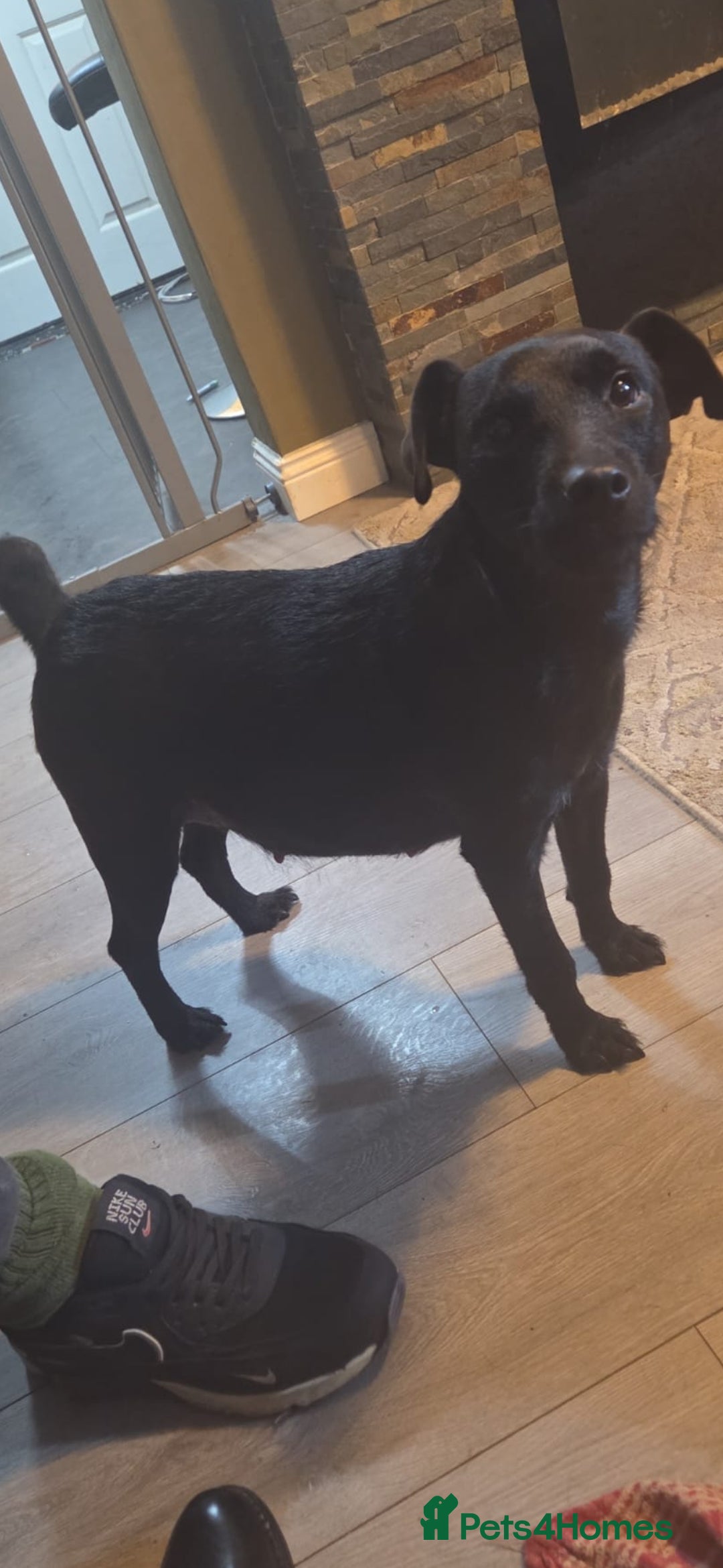 Patterdale Terrier dogs for sale: Puppies  - Advert 11