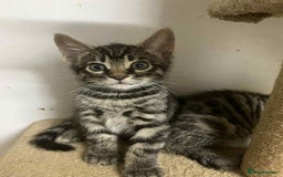 Bengal cats for sale: BEAUTIFUL HALF BENGAL KITTENS - Image 15