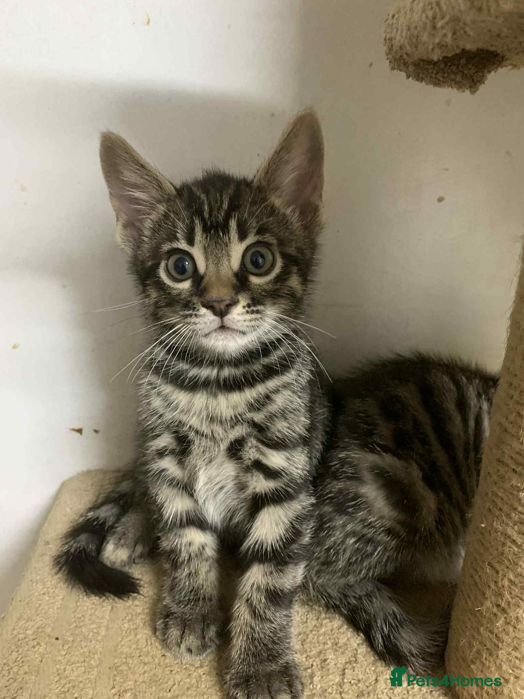 Bengal cats for sale: BEAUTIFUL HALF BENGAL KITTENS - Image 15