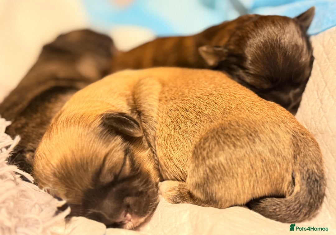 Lhasa Apso dogs for sale: Beautiful Pure Lhasa Apso Puppies - 1 boy,1 girl - Advert 11