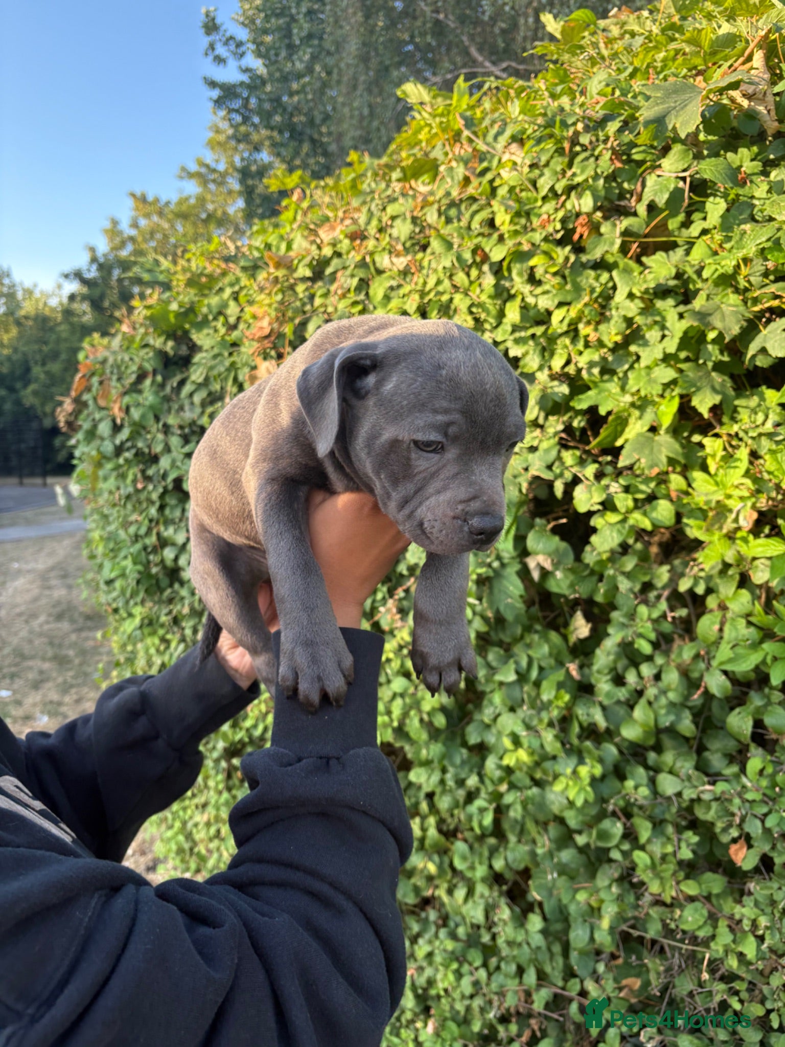 Staffordshire Bull Terrier dogs PHARAON PUPPIES 🏆 STAFFORDSHIRE BULL TERRIERS  - Advert 14