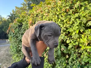 Staffordshire Bull Terrier dogs PHARAON PUPPIES 🏆 STAFFORDSHIRE BULL TERRIERS - Advert 1