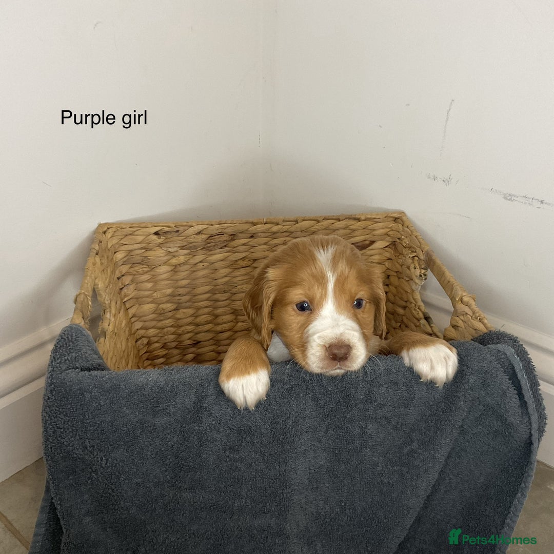 Cocker Spaniel dogs for sale: Hereditary clear working cocker spaniels - Advert 4