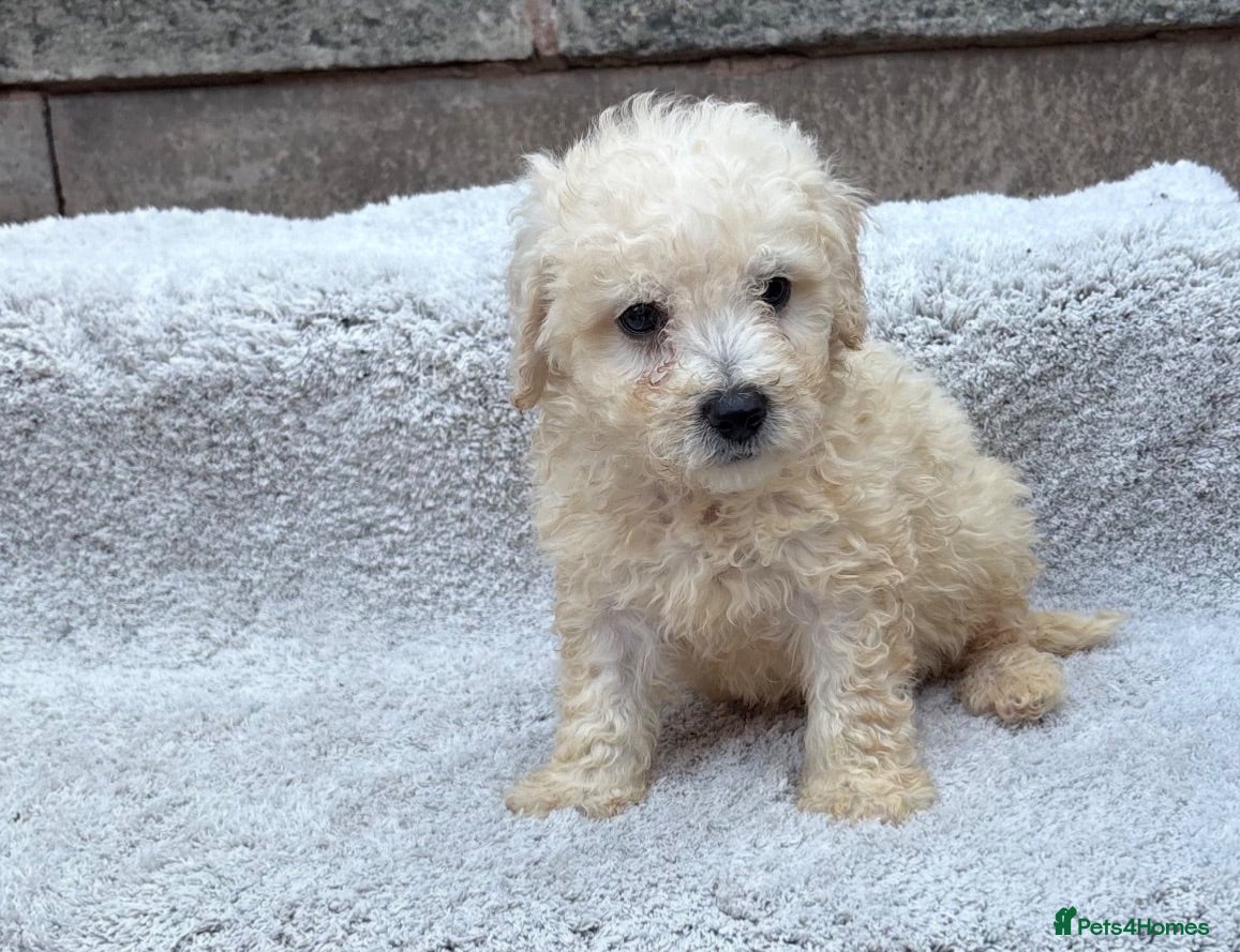 Poochon dogs Poochon puppies for sale  - Advert 12