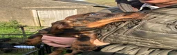Dachshund dogs for sale: Kennel Club Reg Wirehaired Dachshund Teckel pups - Advert 14