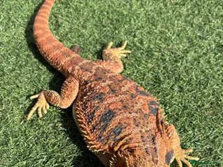 Bearded Dragon reptiles Bearded Dragon + Whole set up. - Advert 1