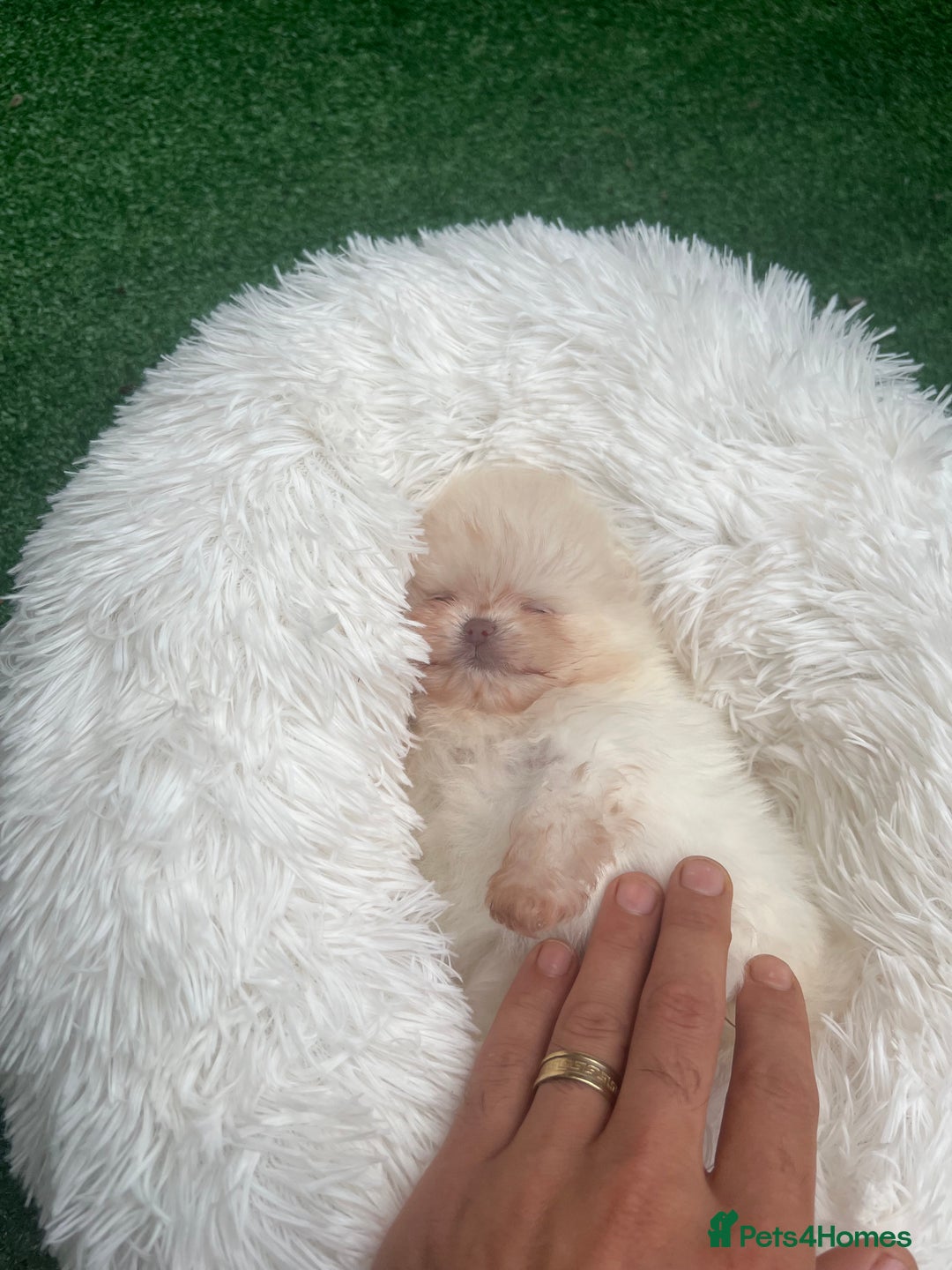 Pomeranian dogs for sale: Pomeranian toy  - Image 9