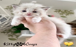 Ragdoll cats for sale: 🐾🩷*TICA REG* LYNX TABBY EU RAGDOLL KITTENS🩵🐾 - Image 27