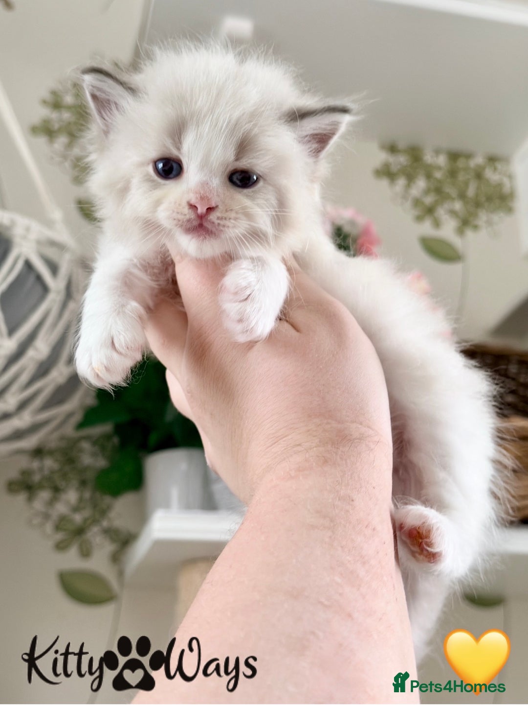 Ragdoll cats for sale: 🐾🩷*TICA REG* LYNX TABBY EU RAGDOLL KITTENS🩵🐾 - Image 27