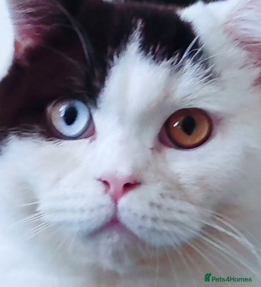 British Shorthair cats GCCF champions lines.Odd eyes boy and girl. - Advert 11