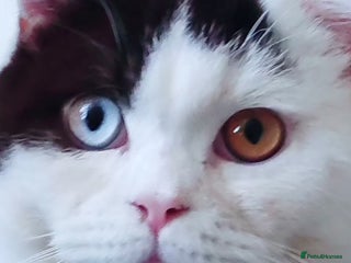 British Shorthair cats GCCF champions lines.Odd eyes boy and girl. - Advert 11