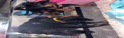 Rottweiler dogs for sale: Rottweilers puppy’s  - Advert 19