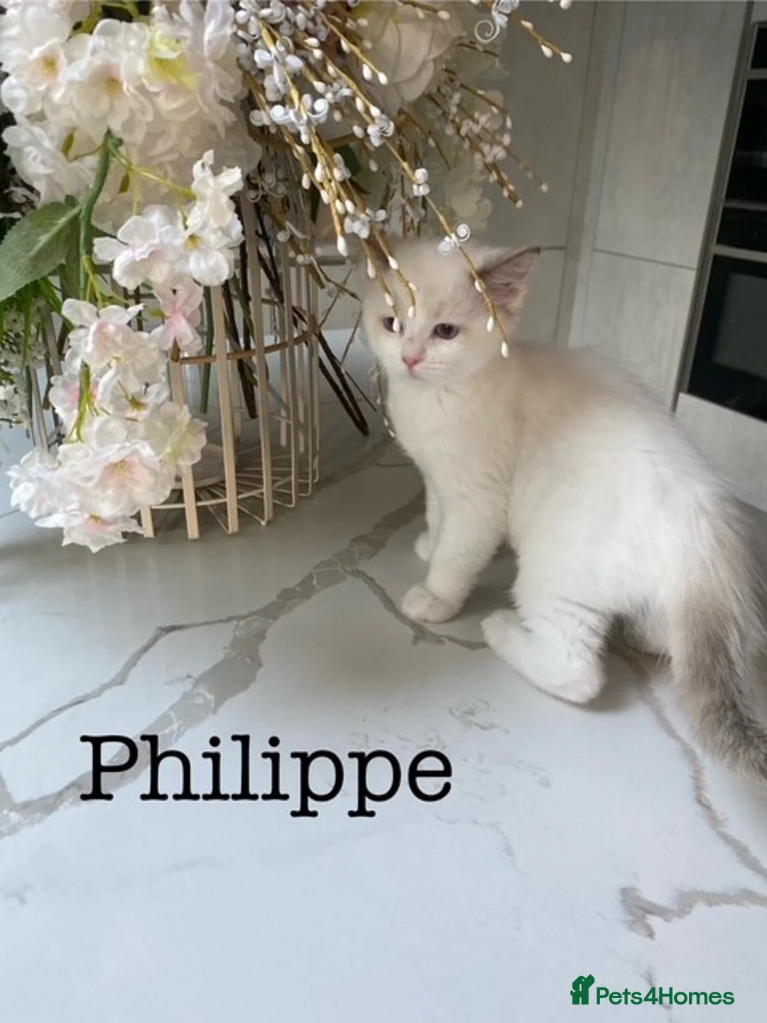 Ragdoll cats for sale: 3 LEFT!!! TICA REGISTERED RAGDOLL KITTENS  - Advert 28