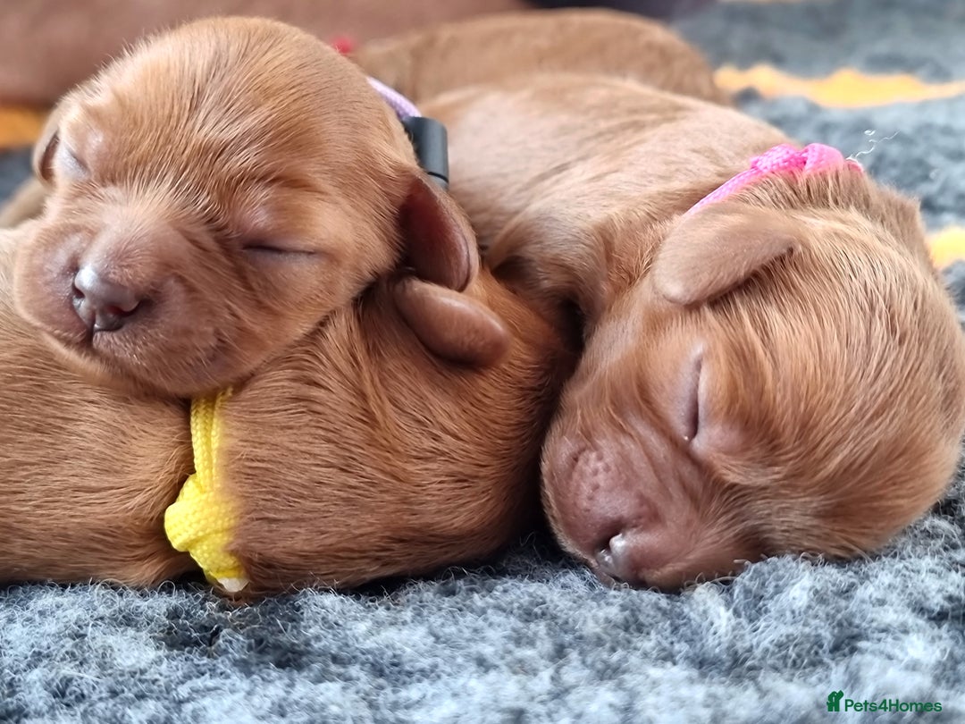 Cavapoo dogs for sale: 🎀 Beautiful F1 Cavapoo Puppies 🎀 - Image 18
