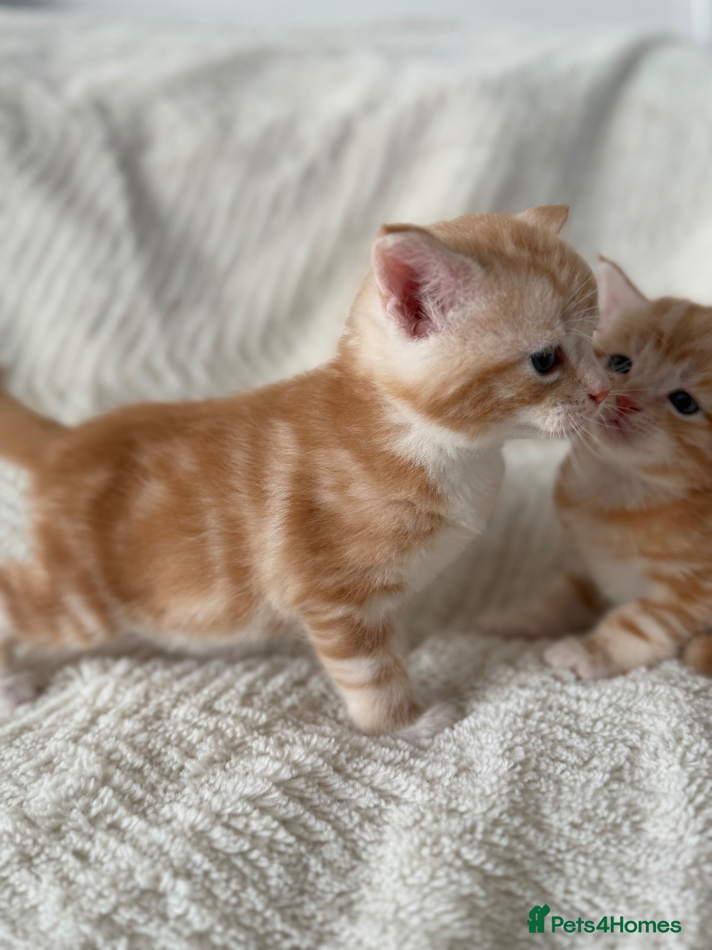 Maine Coon cats These lovely kittens are ready to go  - Advert 6
