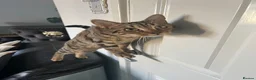 Bengal cats for sale: Bengal cross mix - Advert 2