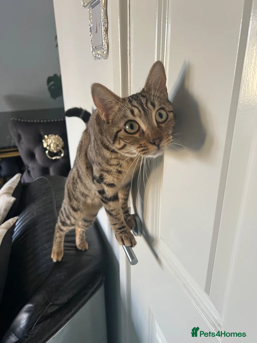 Bengal cats for sale: Bengal cross mix - Advert 2