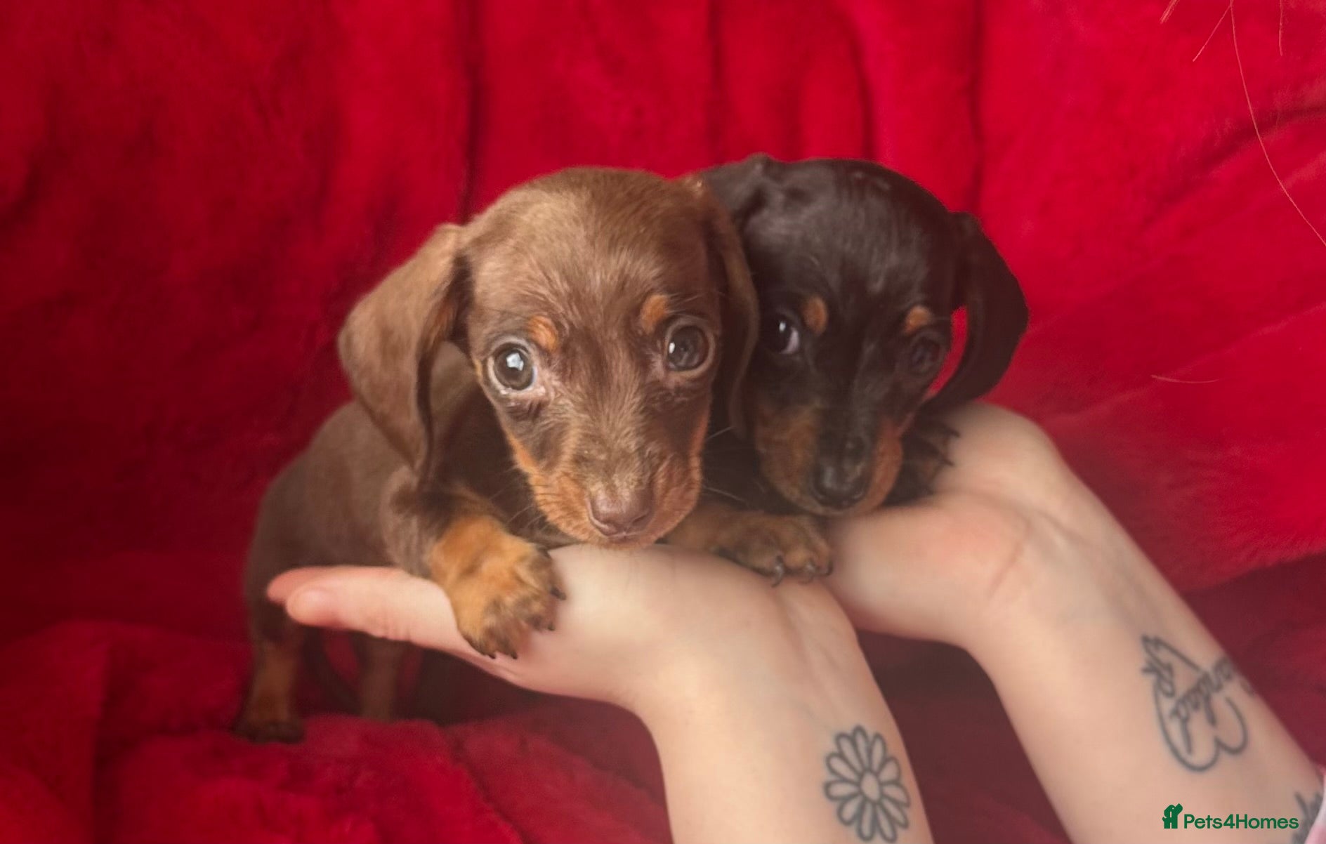 Miniature Dachshund dogs 2 GORGEOUS MINIATURE DACHSHUND PUPPIES FOR SALE  - Advert 1