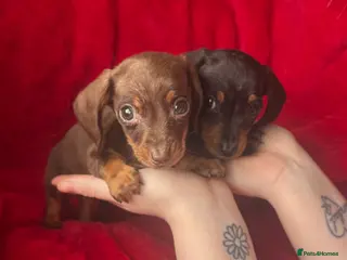 Miniature Dachshund dogs 2 GORGEOUS MINIATURE DACHSHUND PUPPIES FOR SALE - Advert 1