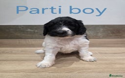 Labradoodle dogs for sale: Gorgeous Labradoodle Babies  - Image 6