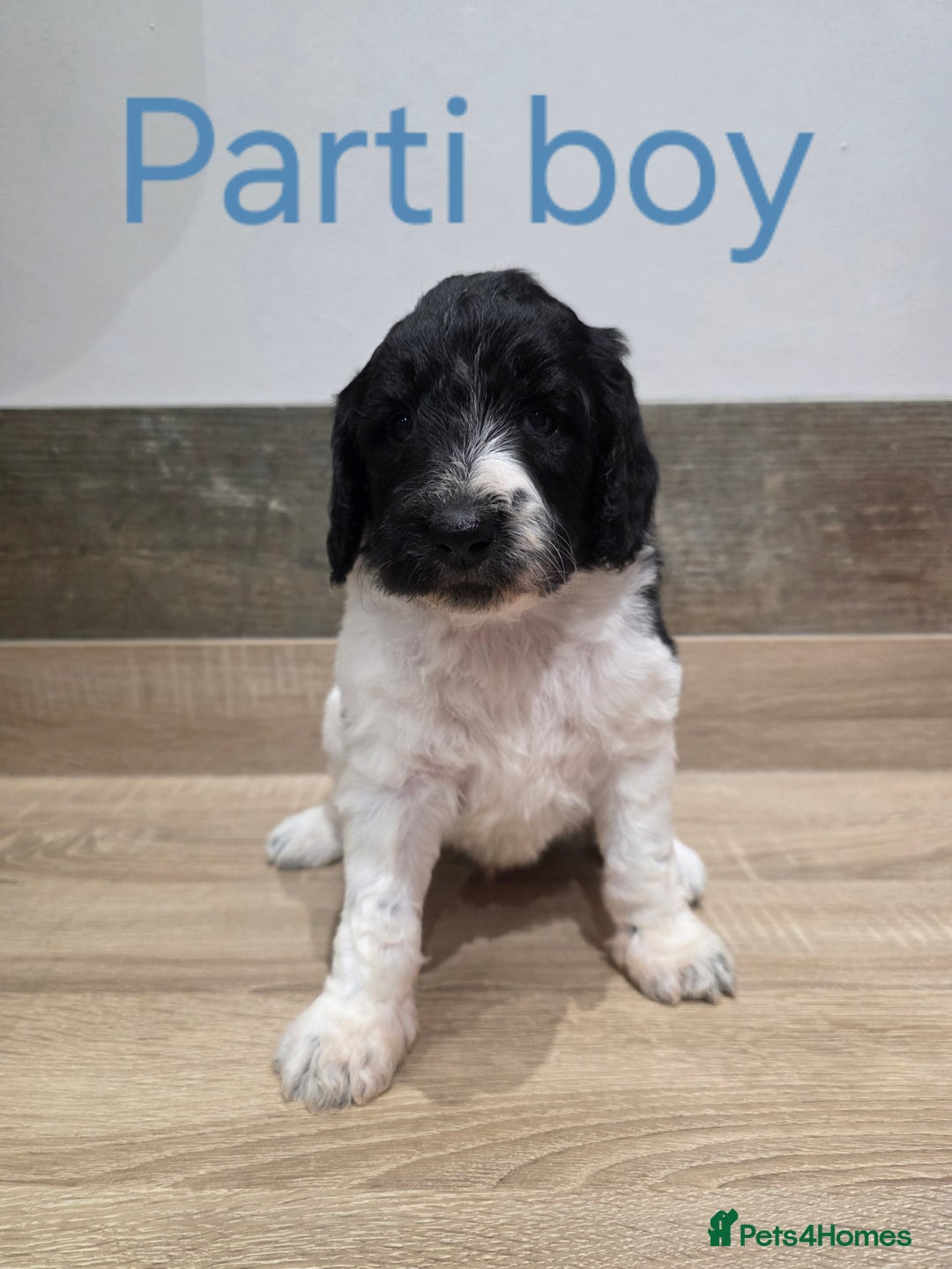 Labradoodle dogs for sale: Gorgeous Labradoodle Babies  - Image 6