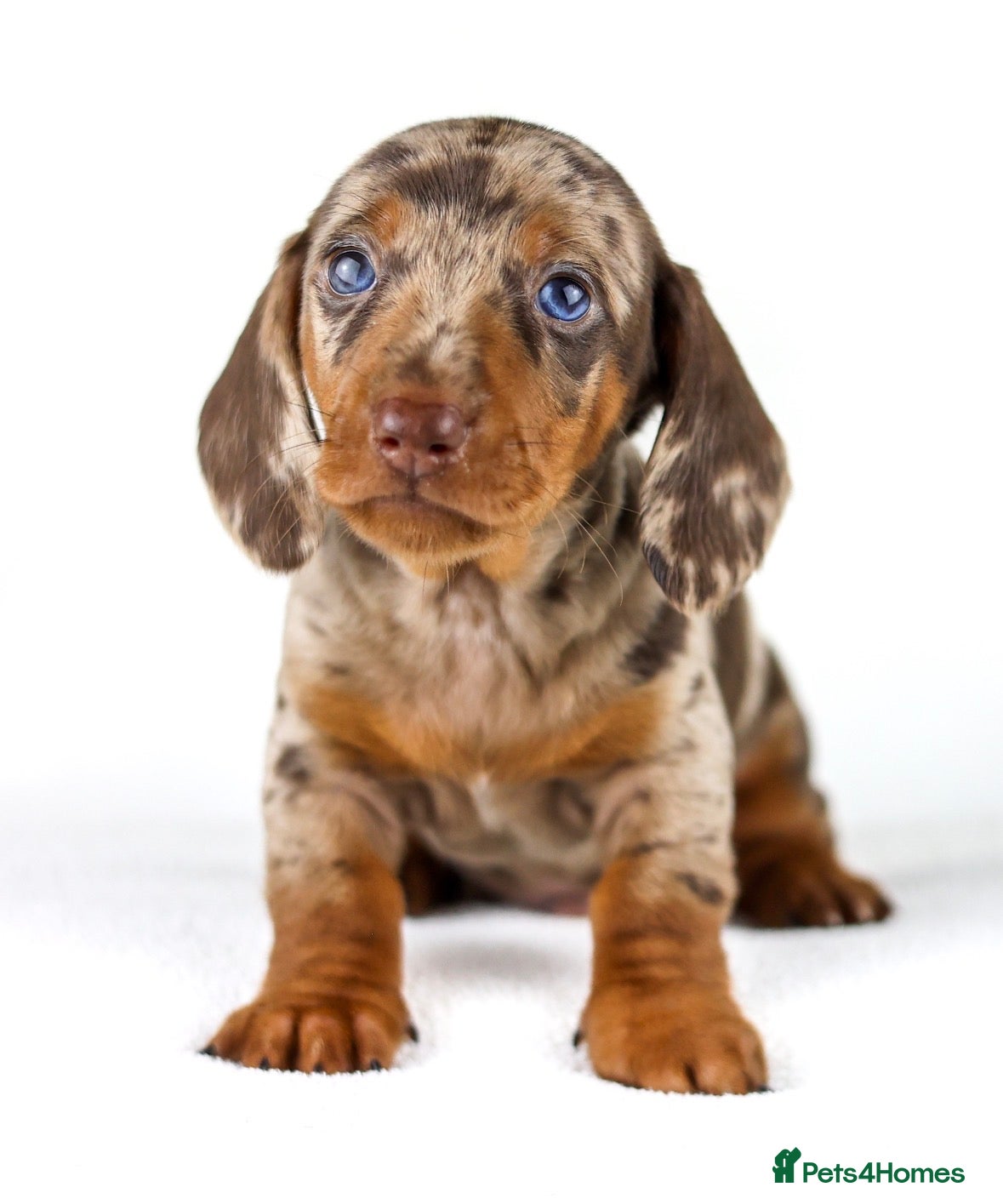 Miniature Dachshund dogs Quality Miniatures Dachshunds  - Advert 18