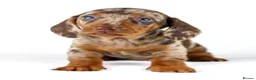 Miniature Dachshund dogs for sale: Quality Miniatures Dachshunds  in Liverpool - Advert 9