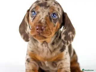 Miniature Dachshund dogs Quality Miniatures Dachshunds - Advert 6