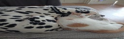 Dalmatian dogs for sale: Dalmatian puppies for sale - Advert 13