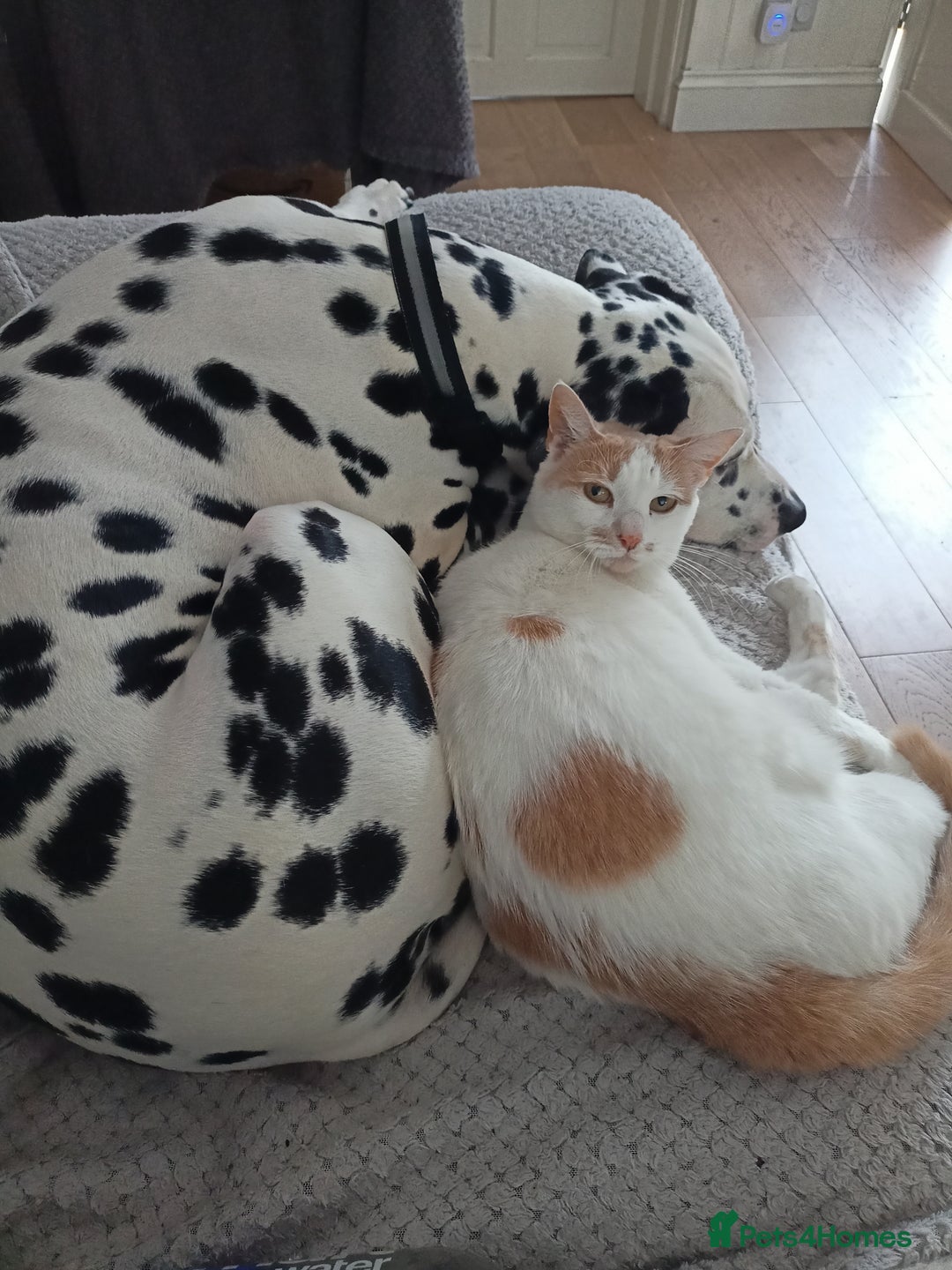 Dalmatian dogs for sale: Dalmatian puppies for sale - Advert 13