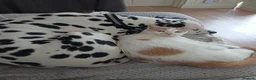 Dalmatian dogs for sale: Dalmatian puppies for sale - Advert 13