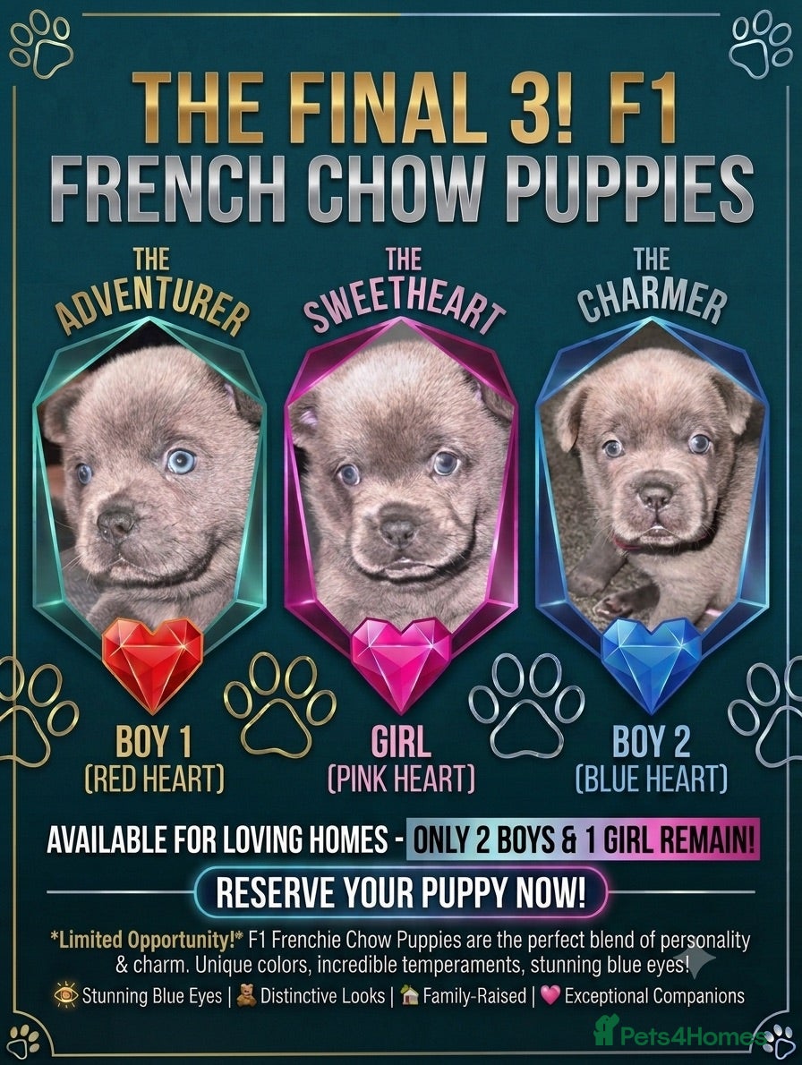 Mixed Breed dogs Beautiful littler of French chows  - Advert 2