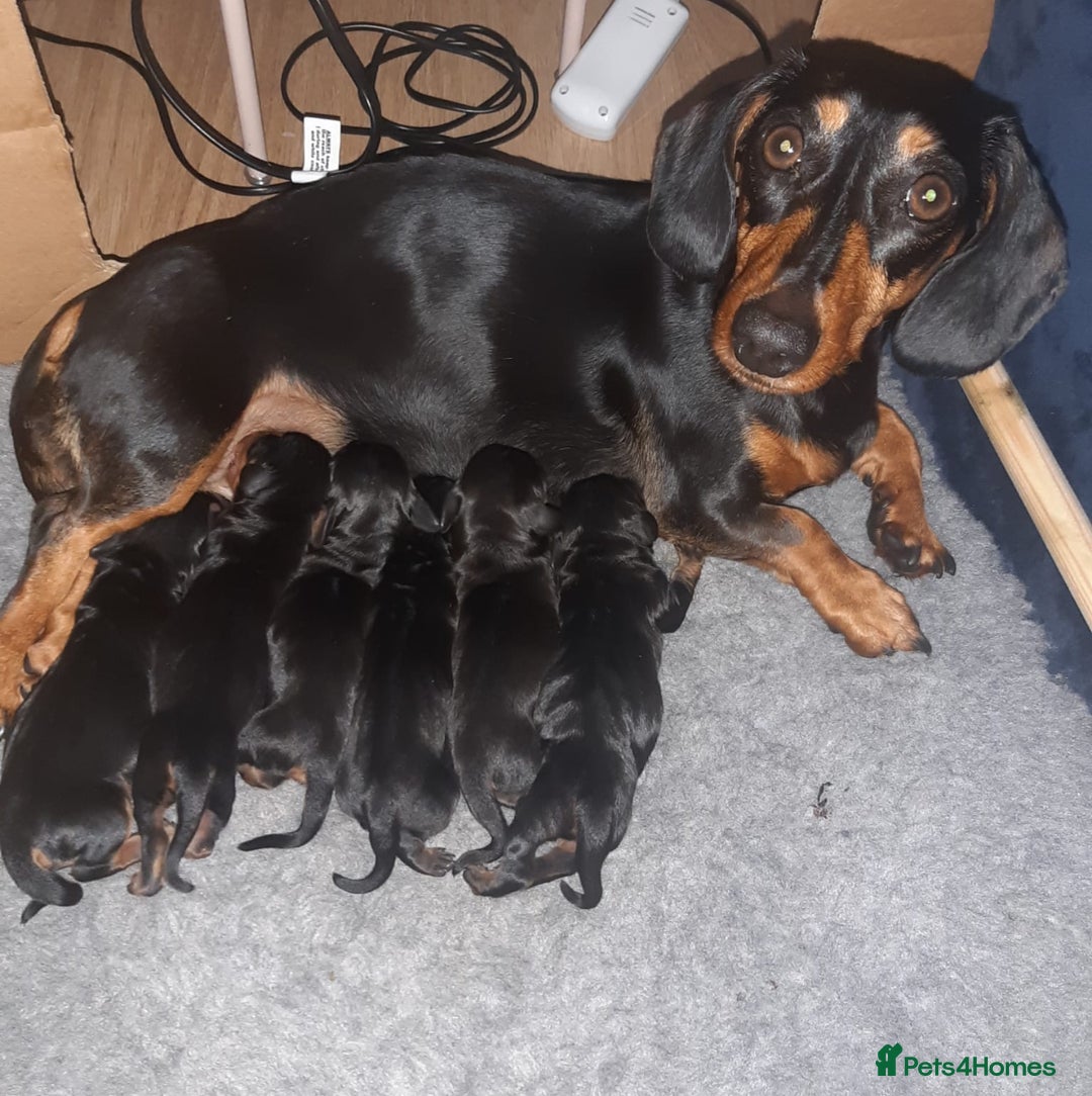 Miniature Dachshund dogs for stud: 27 champions prince Rolo  - Advert 11