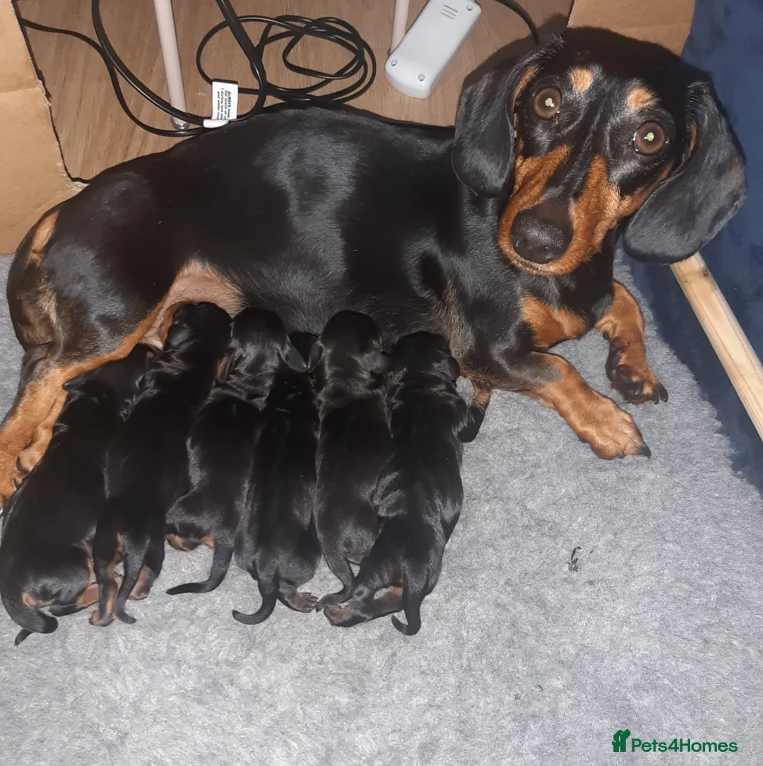 Miniature Dachshund dogs for stud: 27 champions prince Rolo  - Advert 11