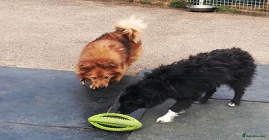 Mixed Breed dogs - Advert 7