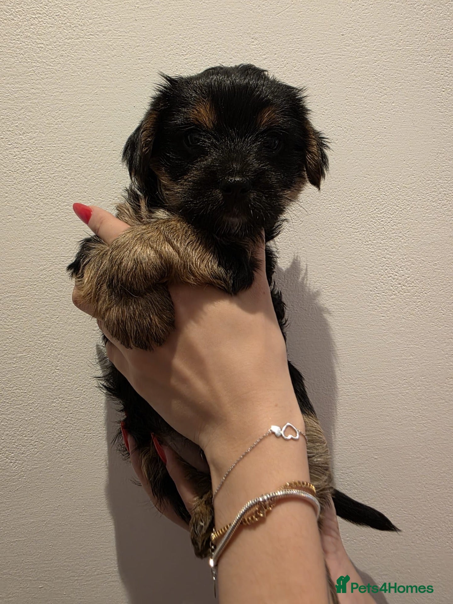 Yorkshire Terrier dogs Beautiful Yorkshire Terrier Puppies - Advert 4