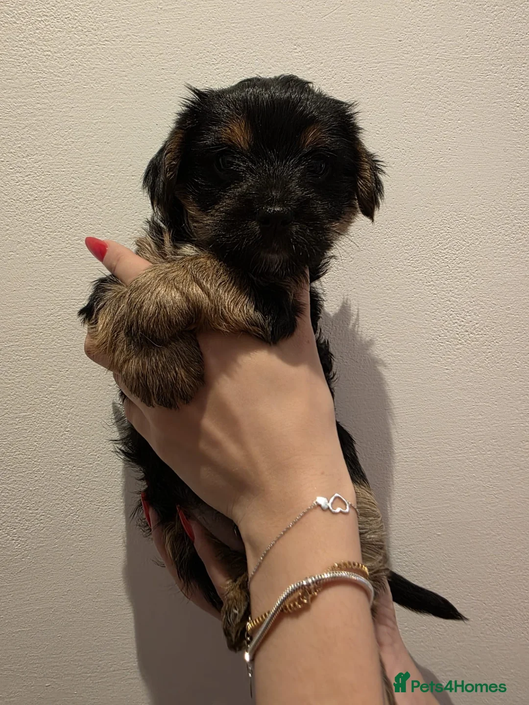 Yorkshire Terrier dogs for sale: Beautiful Yorkshire Terrier Puppies - Advert 1