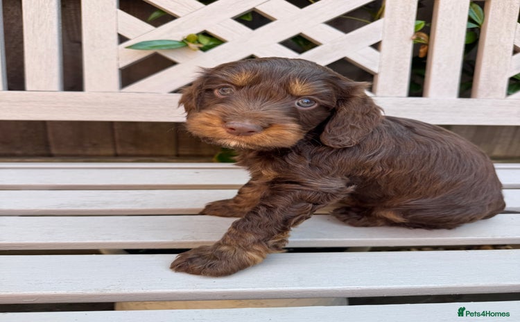 Cockapoo dogs - Advert 16