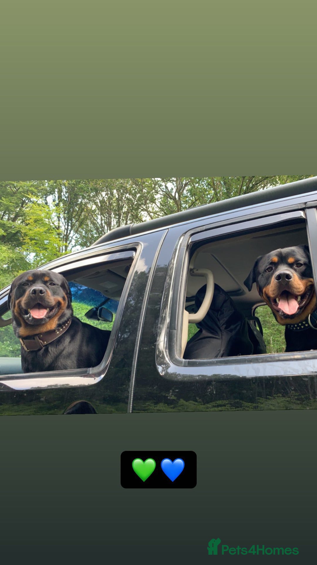 Rottweiler dogs for stud: Ralph the Rottweiler🔥 - Image 4