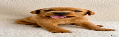Labrador Retriever 3